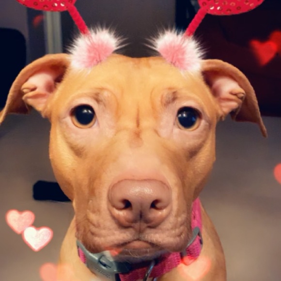 Meet your Posher, Cookie - Picture 1 of 1